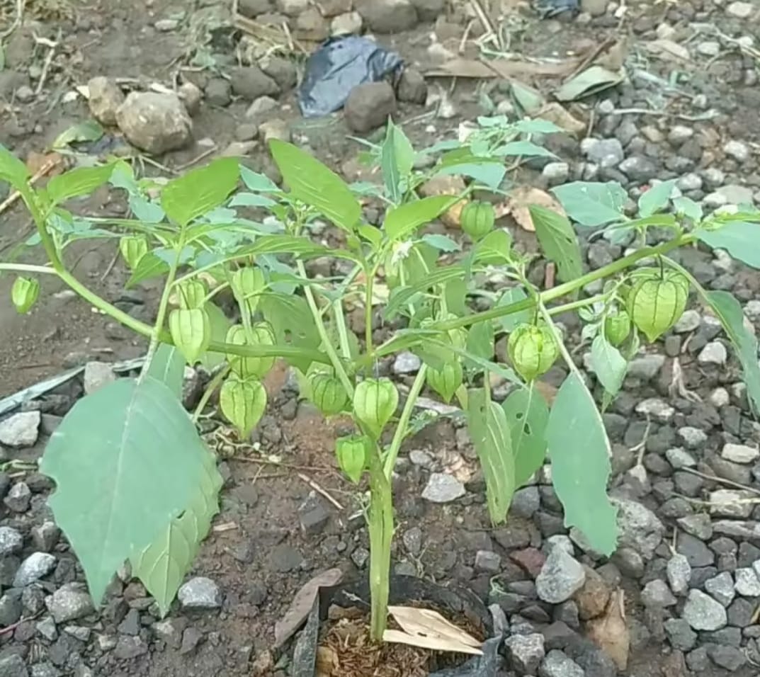 Herba