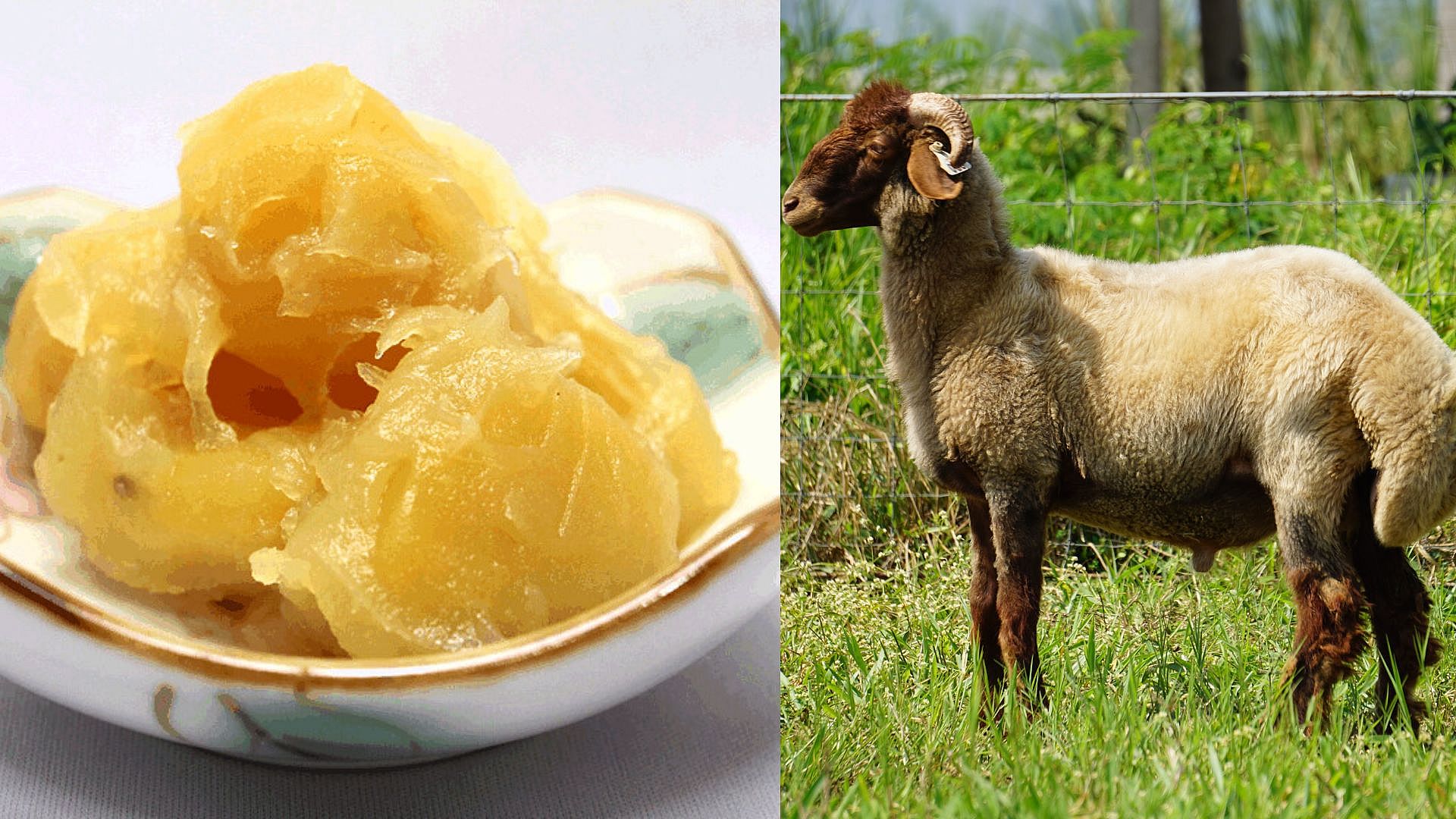 Simplisia Hewani (Bulu Domba/Adeps Lanae)